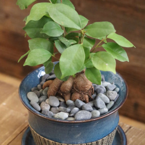 Ficus_macrocarpa_ml_11