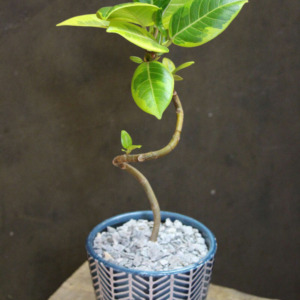 altissima_ml_15